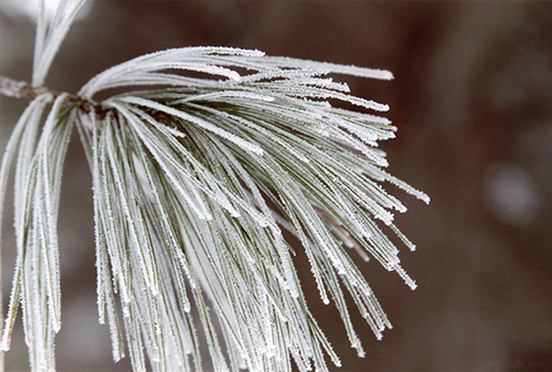 A frosty pine bough caught the eye of photographer Dan Riordan.