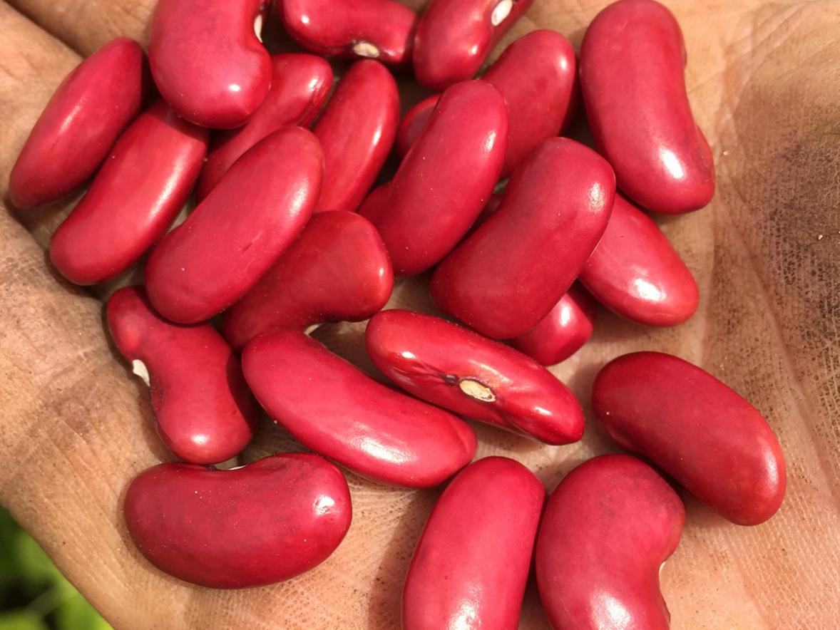 Chippewa Valley Bean, of Dunn County, is the world’s largest producer of dark red kidney beans.
